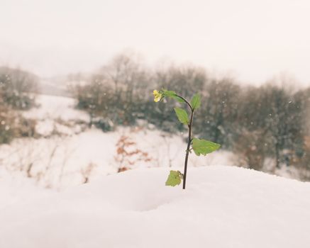 A solitary plant sprouting through the snow showcasing resilience in winter.