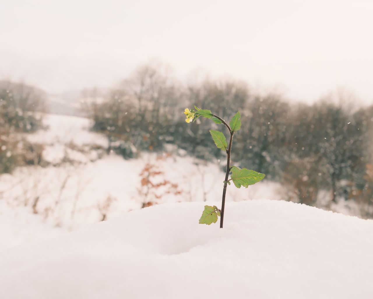 a solitary plant sprouting through the snow showcasing resilience in w