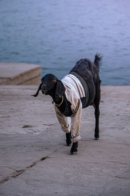 Goat in Clothes by Waterfront Promenade · Free Stock Photo
