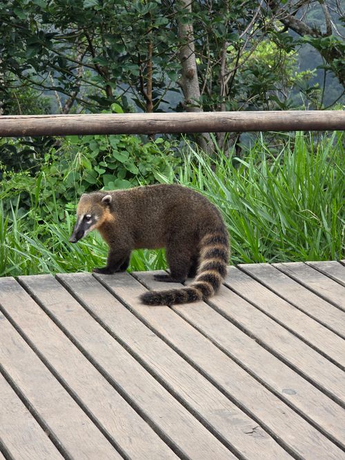 Free A curious coati stands on a wooden deck surrounded by vibrant green foliage. Stock Photo