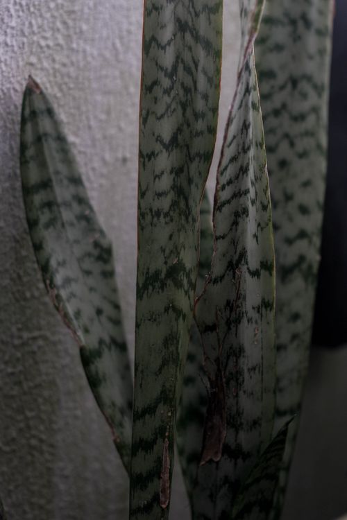Free An artistic close-up of snake plant leaves showcasing their unique patterns and texture. Stock Photo