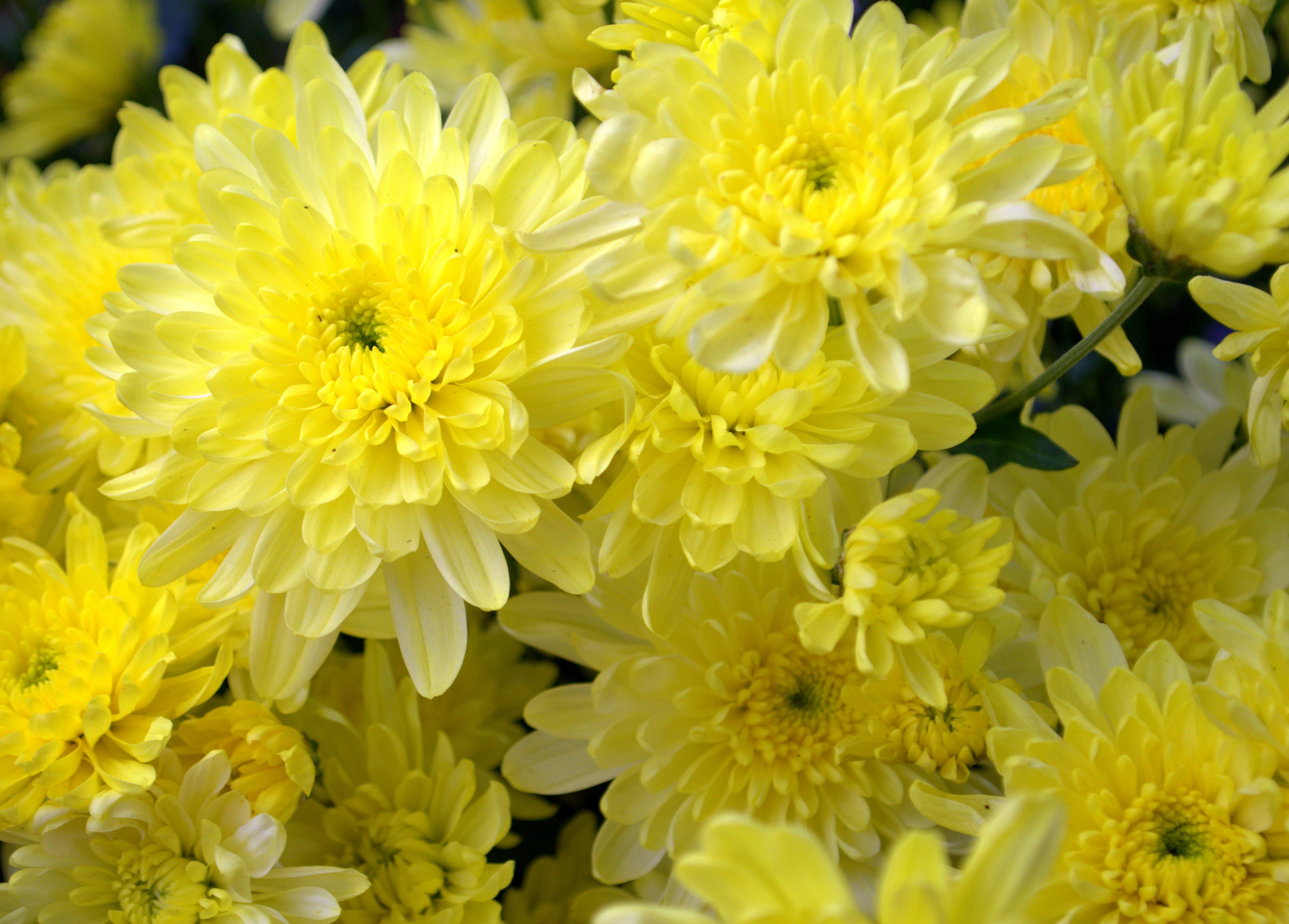 Fleurs Jaunes : Top Variétés Jardin 2026