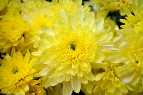 Free Close-up of beautiful yellow chrysanthemums showcasing vivid petals and natural elegance. Stock Photo