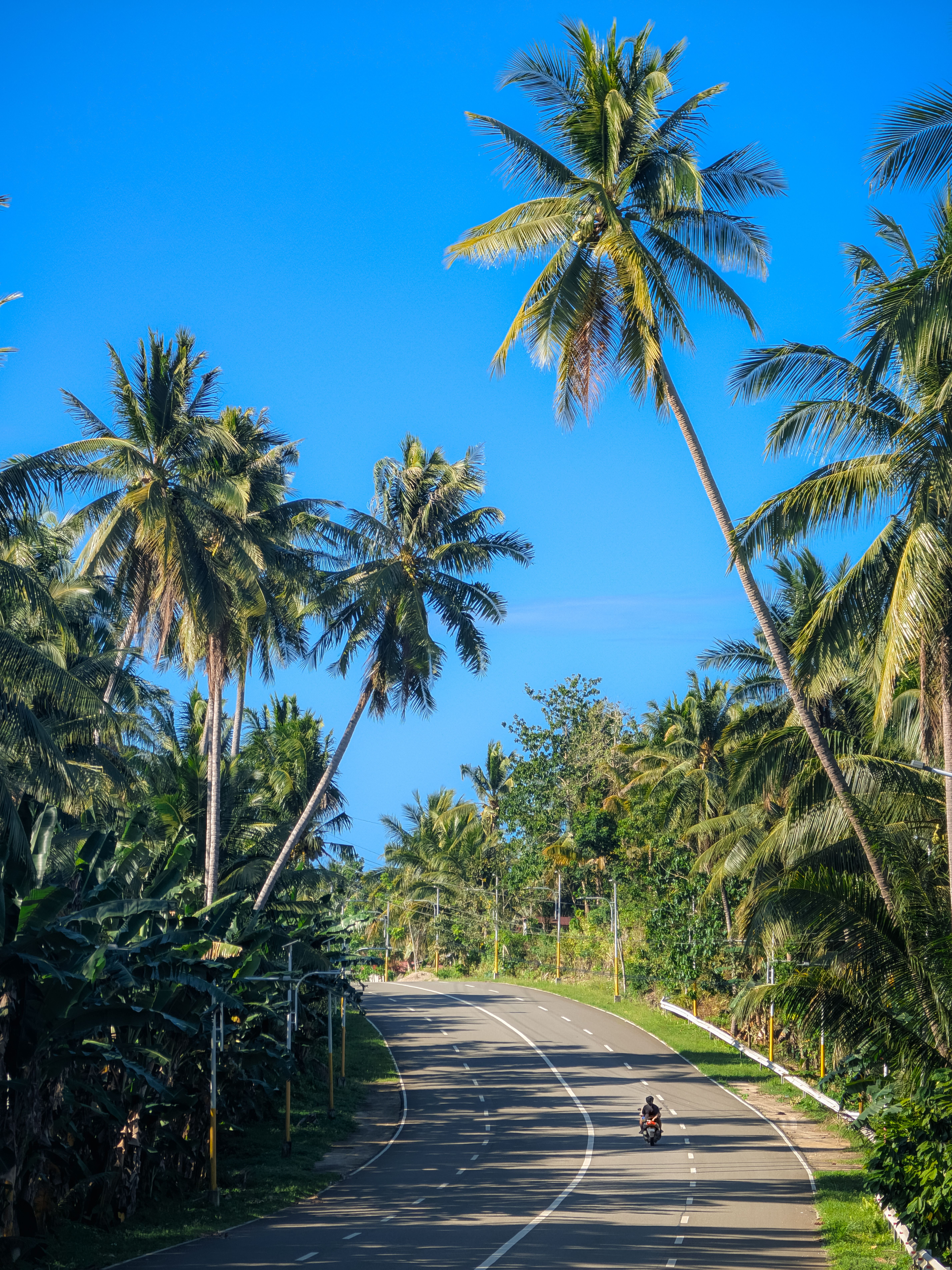 Tropical Road with Palm Trees and Blue Sky · Free Stock Photo