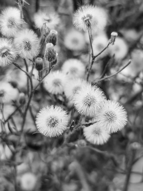 Free A black and white photograph capturing fluffy dandelions in a natural outdoor setting. Stock Photo