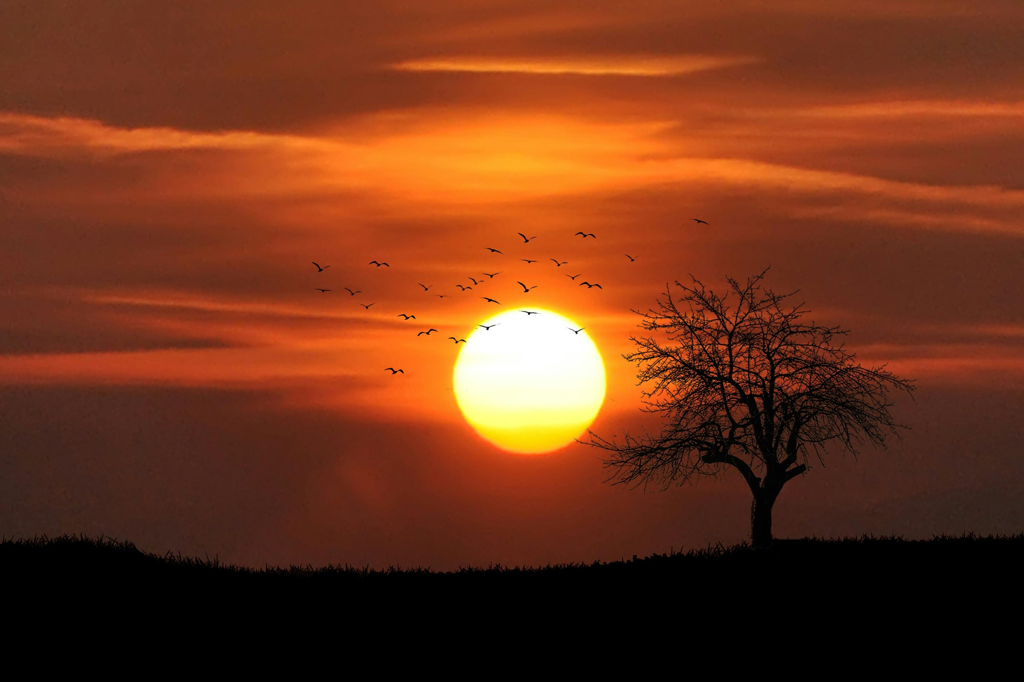 群鳥飛過裸樹，俯瞰日落