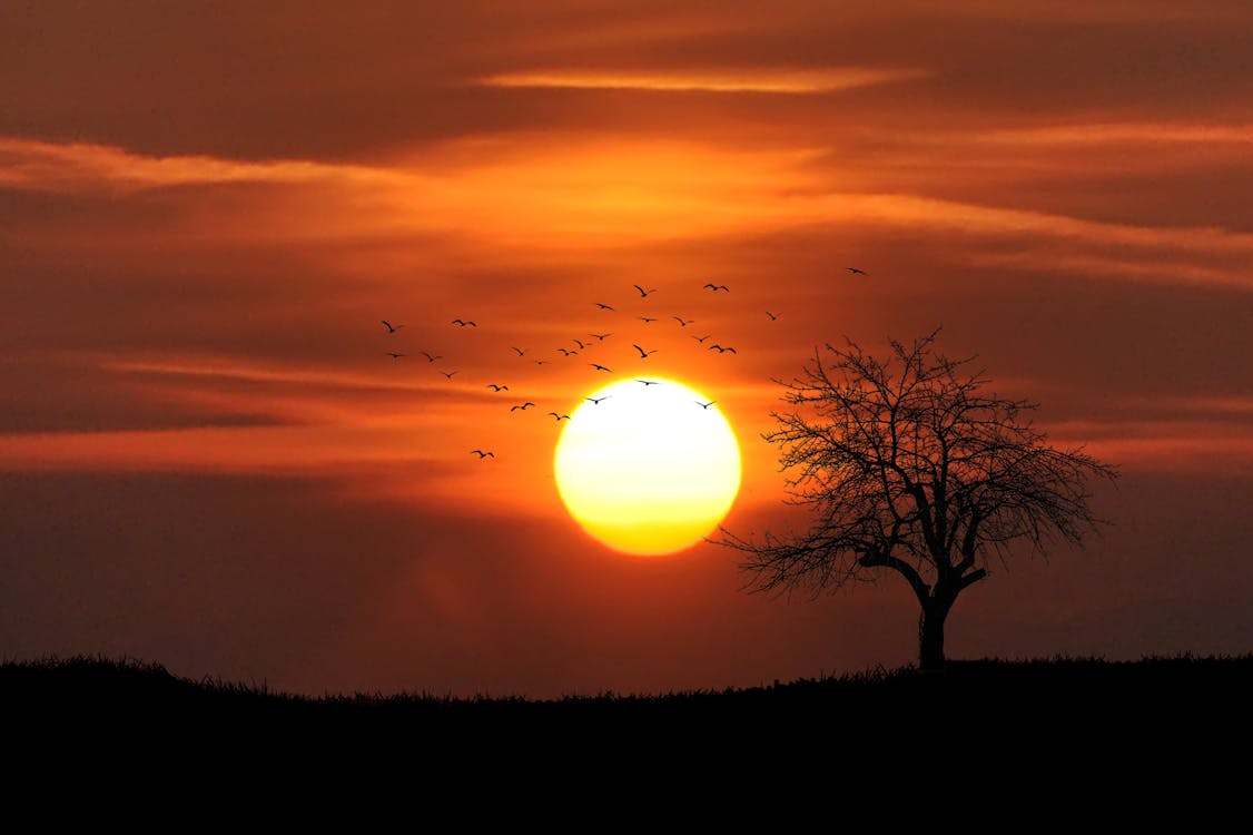 Стая птиц, летящих над голым деревом с видом на закат