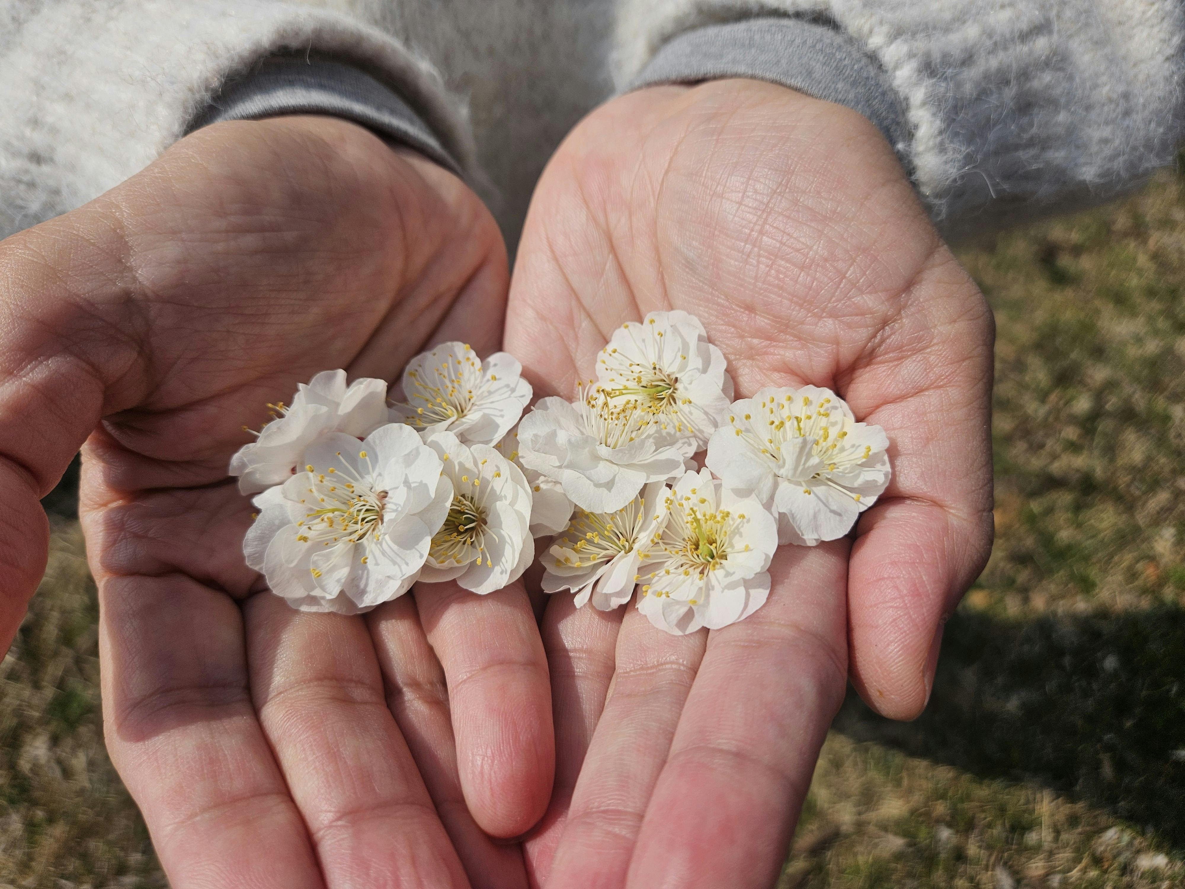 桃 桜 梅 違い 開花時期でわかる違い