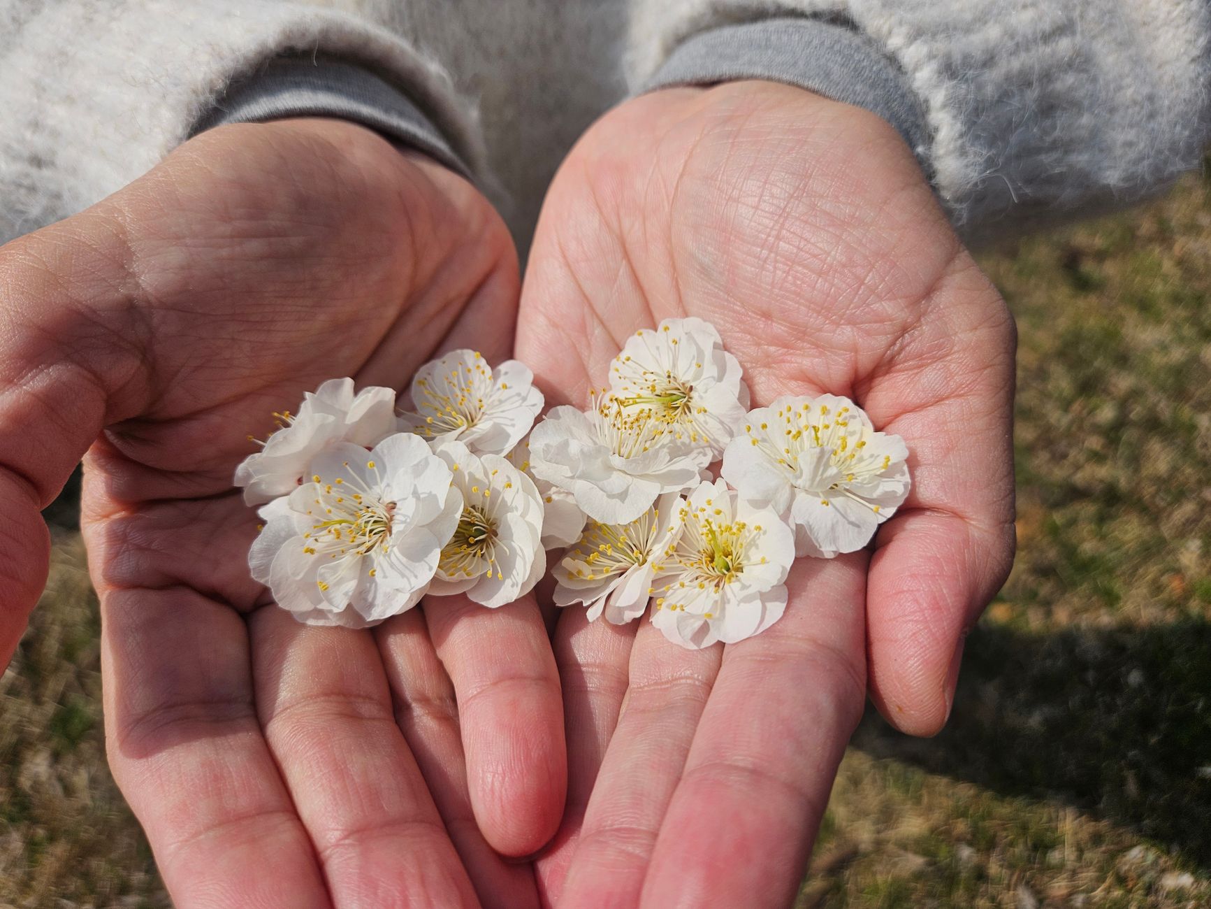 桃 桜 梅 違い 開花時期でわかる違い