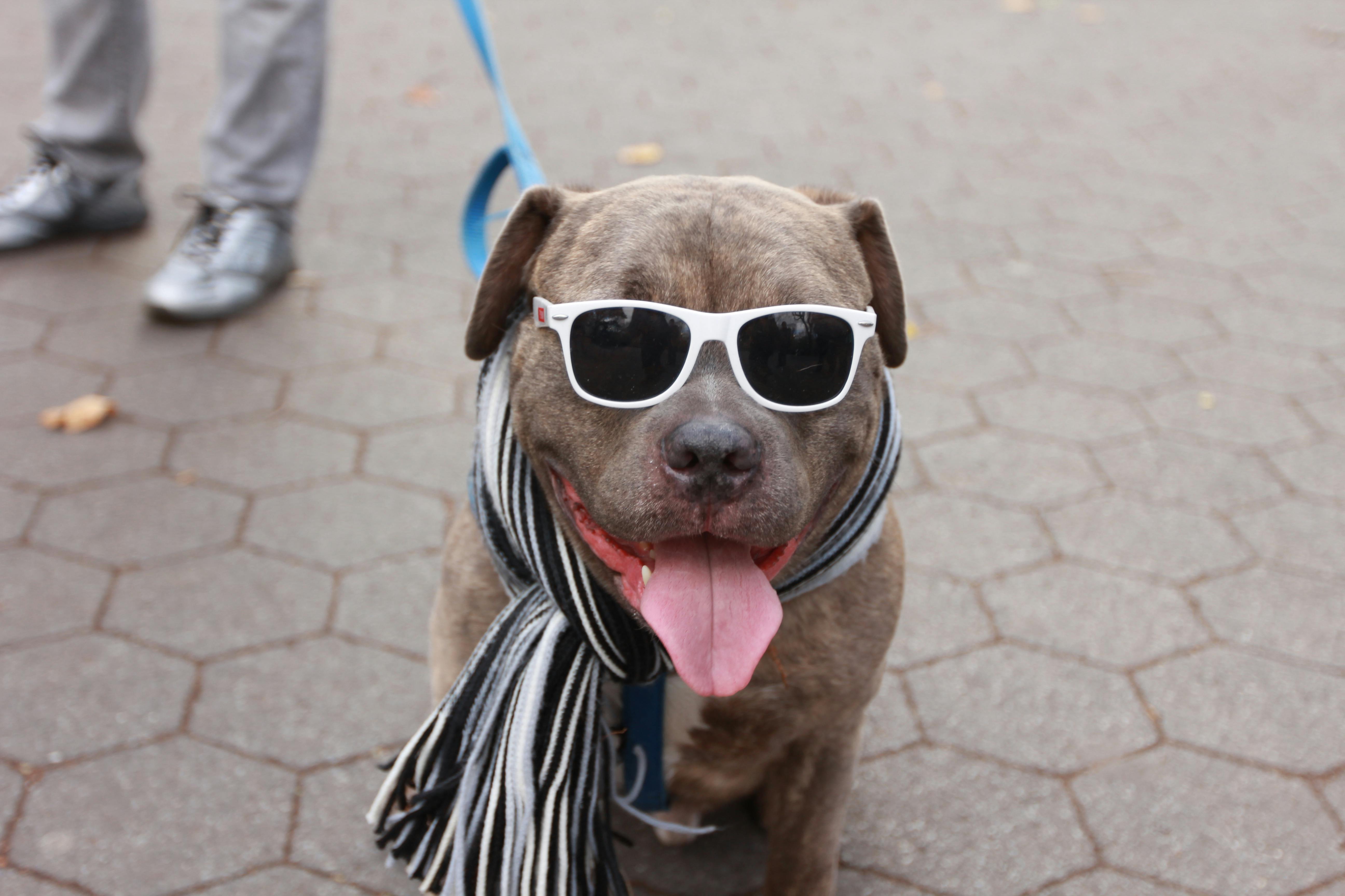 Is pet insurance worth the money? Here's what to know before insuring your furry friend - CBS News — Photo by Christiana Dj o