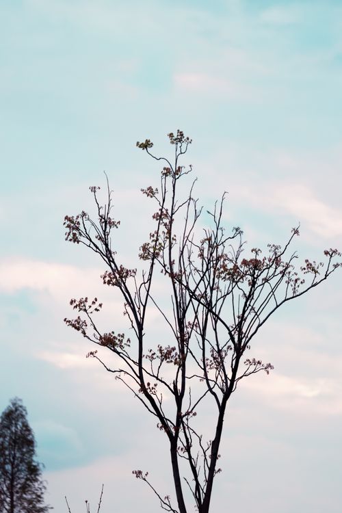 Free Tranquil scene of a leafless tree silhouetted against a soft pastel sky, capturing the essence of nature's tranquility. Stock Photo