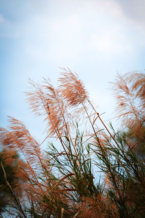 Free Beautiful tall grasses gently swaying under a serene blue sky, capturing a tranquil outdoor moment. Stock Photo