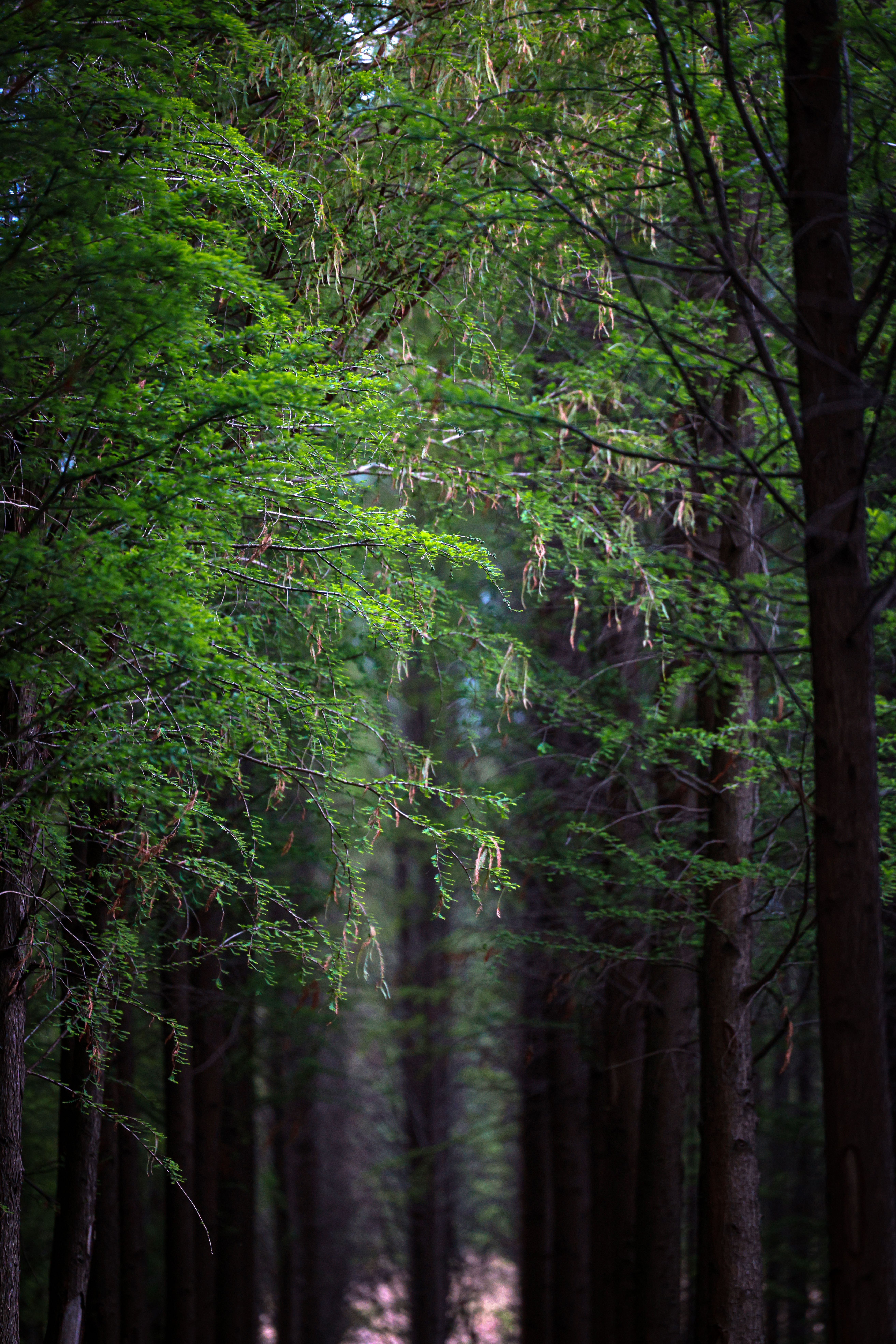 Serene Forest Pathway with Tall Trees · Free Stock Photo