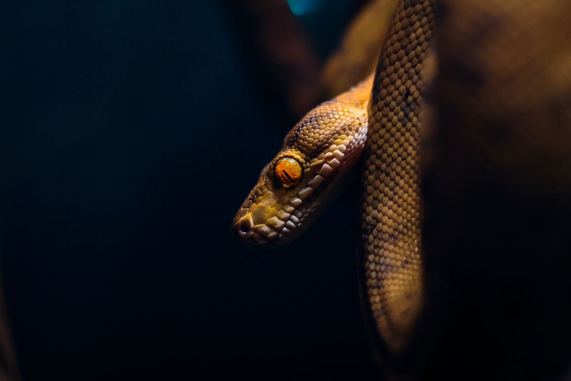 animal detail - close up macro photography of a python... Close-up Shot of a Coiled Python Snake in Low Light · Free Stock Photo