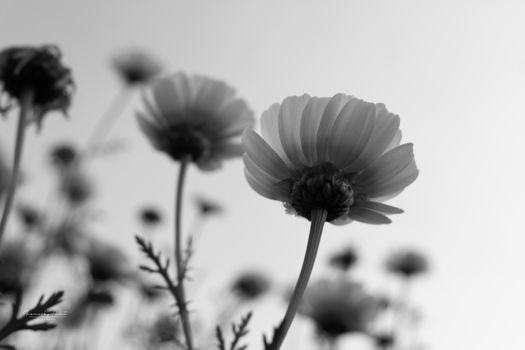 Artistic black and white photo capturing daisies from a low angle with a blurred background.