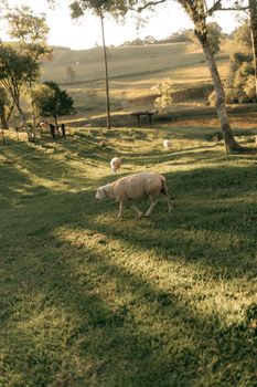 A serene countryside landscape featuring sheep grazing peacefully on a sunlit green meadow.
