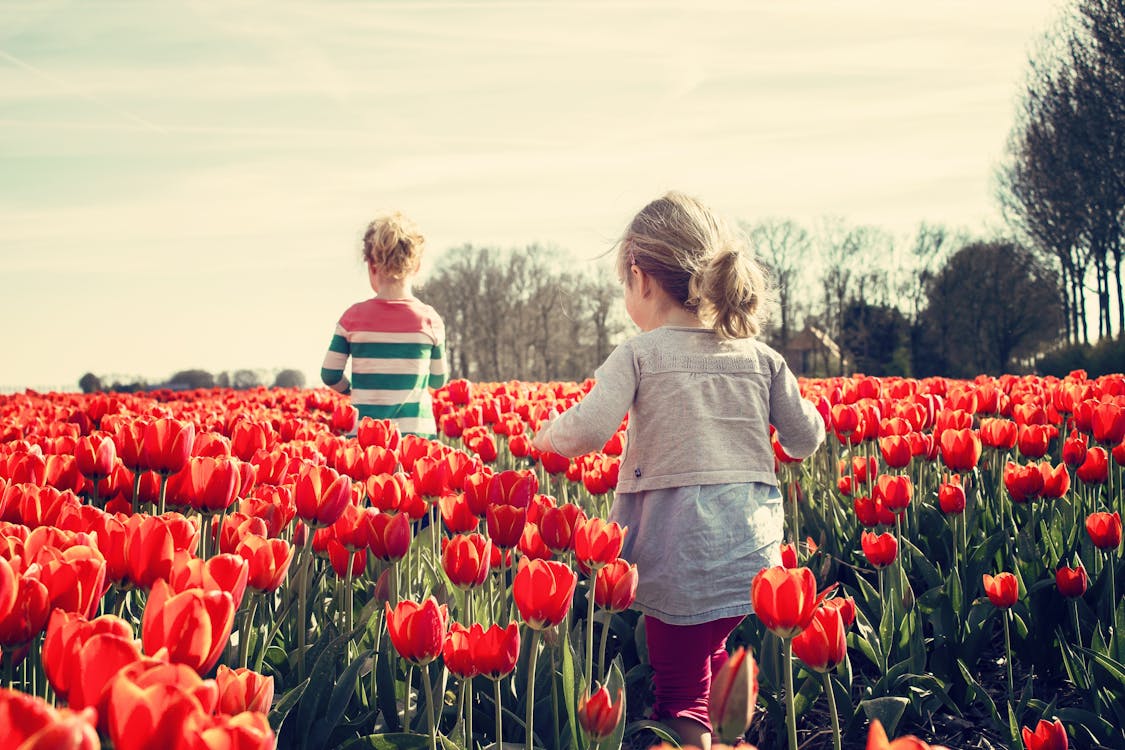 免费 2个孩子在蓝蓝的天空下的红色郁金香花园上行走 素材图片