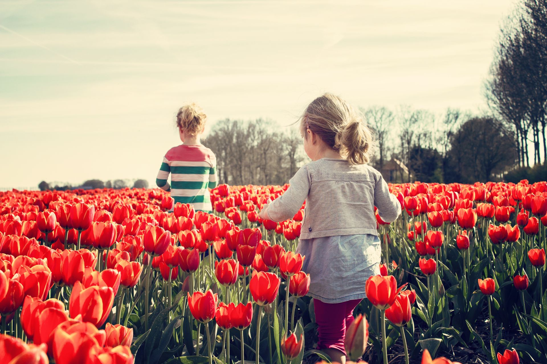2 Kids Walking on Red Tulip Garden Under Blu Sky