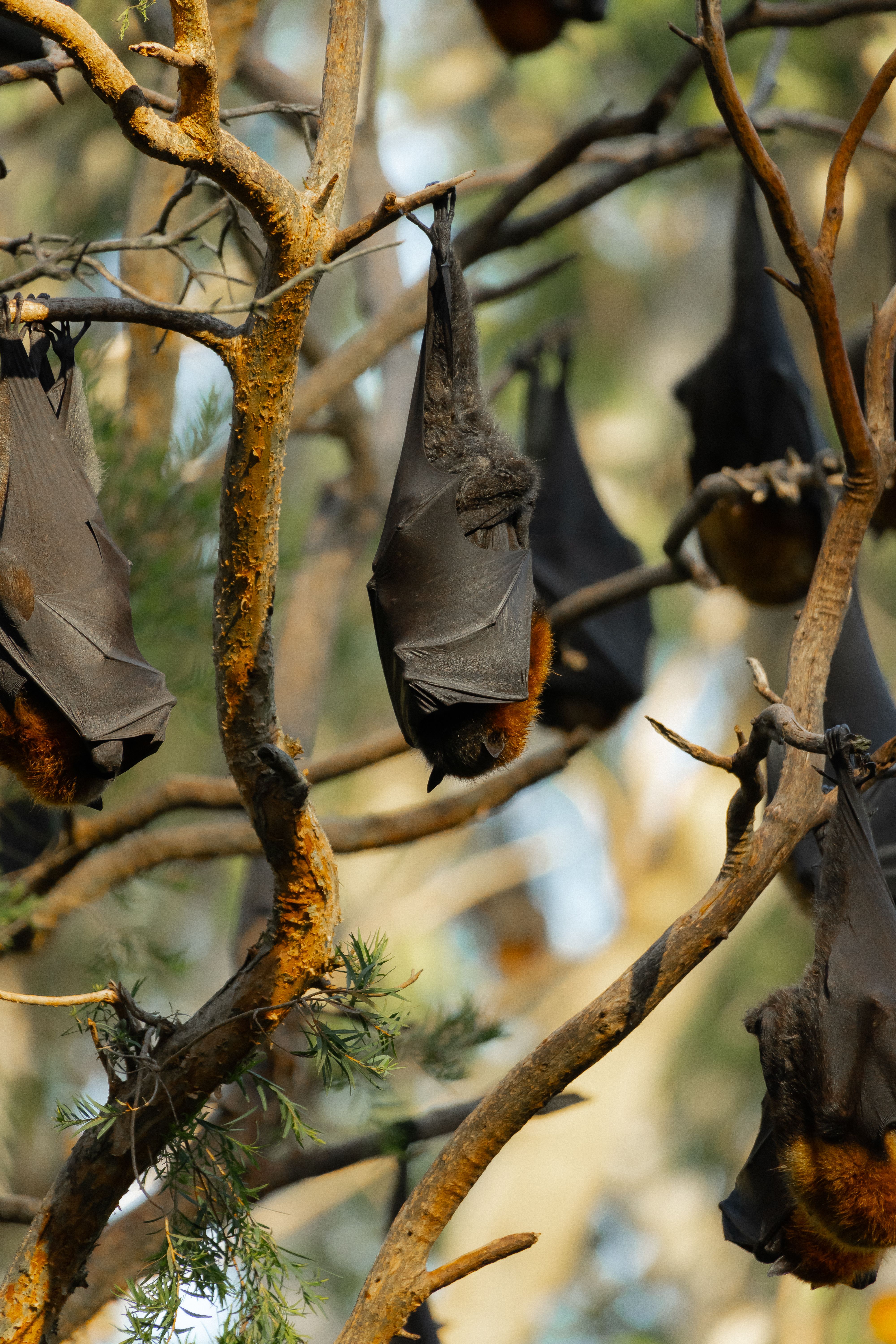 Grey-headed Flying Foxes Roosting in Sydney Trees · Free Stock Photo