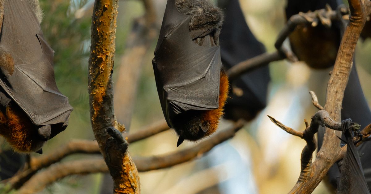 Flying Fox Meat Grey-headed Flying Foxes Roosting in Sydney Trees · Free Stock Photo
