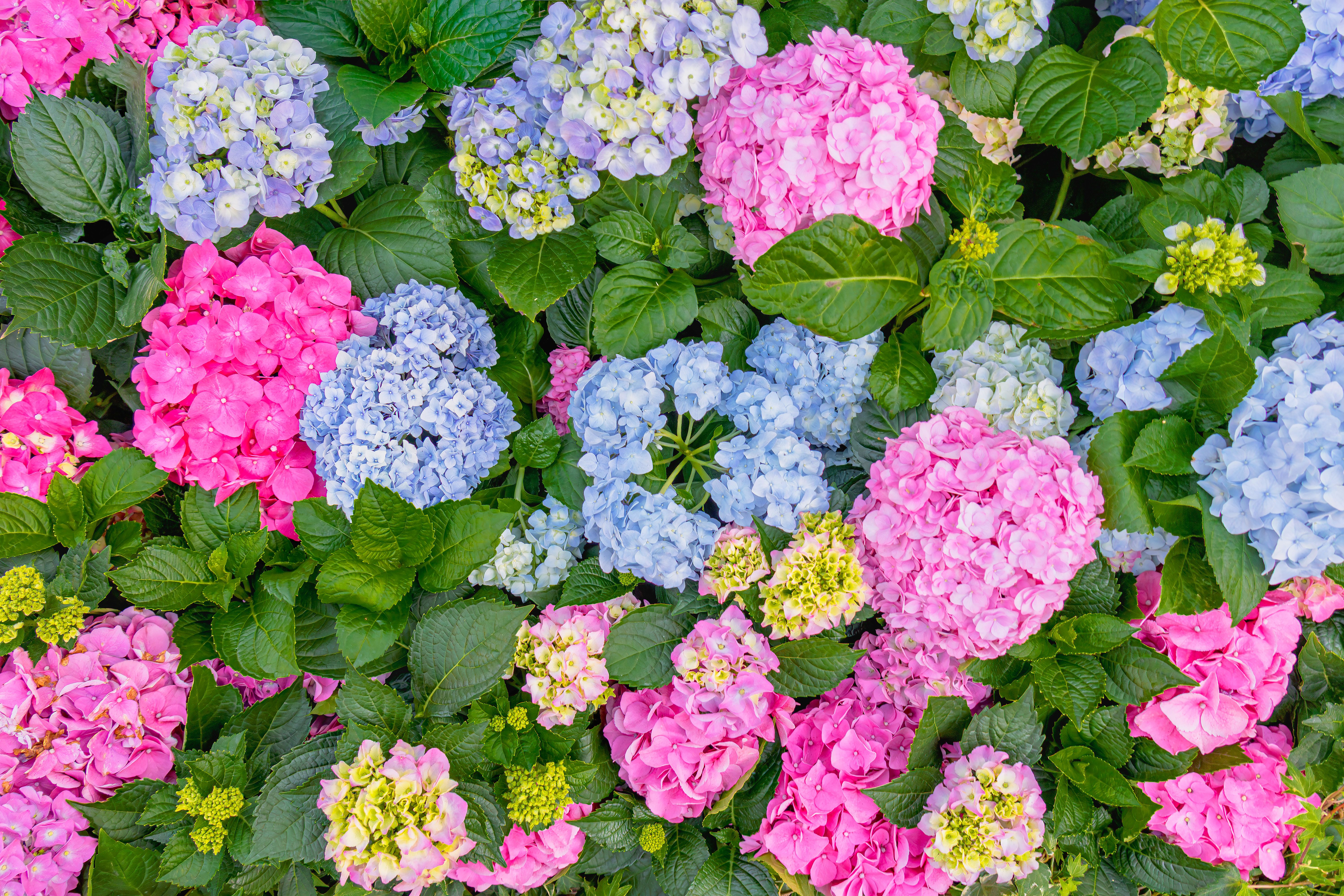 Hydrangea