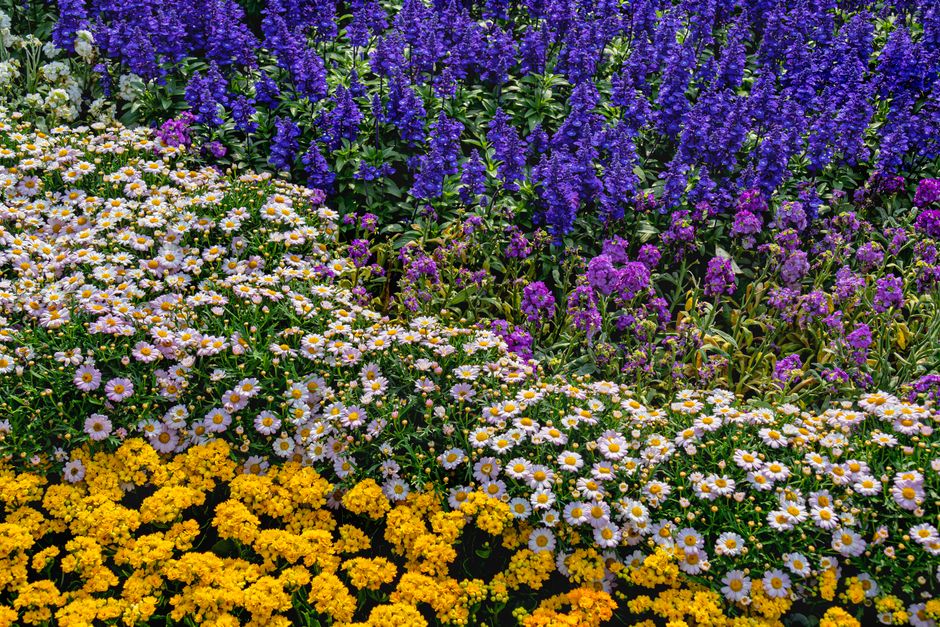 Herfsttuinieren met kleurrijke chrysanten in border. Herfsttuinieren met kleurrijke chrysanten in border.