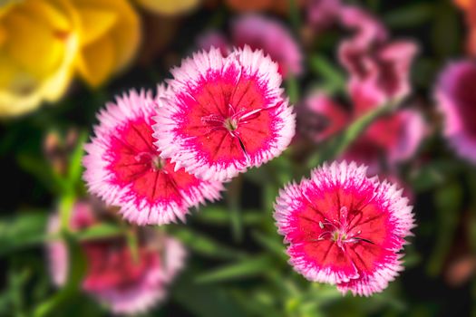 china pink dianthus flower
