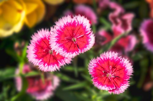 Free Close-up of vibrant pink and white Dianthus flowers in full bloom, showcasing natural beauty. Stock Photo