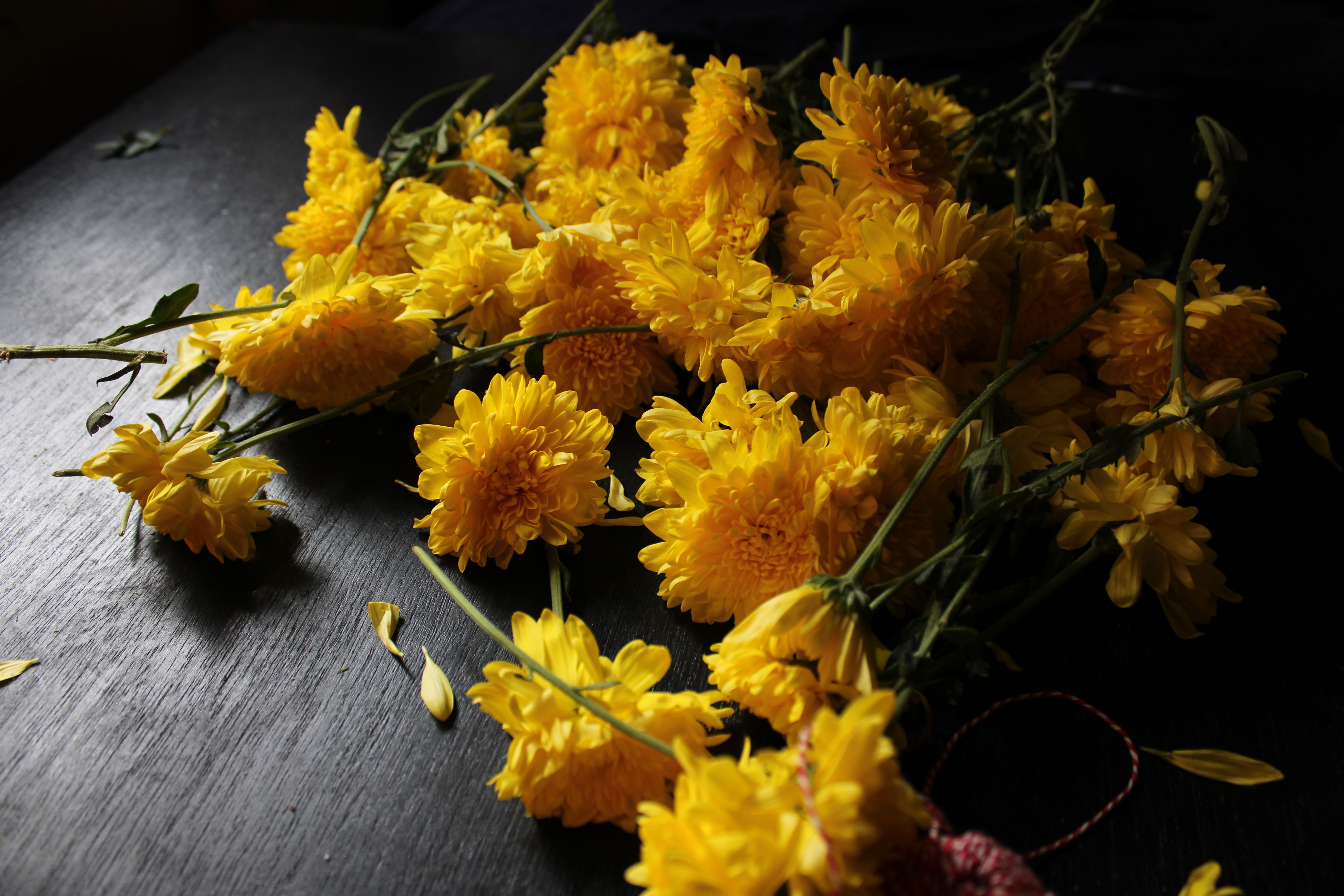 [ColoSach]-a-collection-of-vibrant-yellow-chrysanthemums-displayed-against-a-dark-surface.