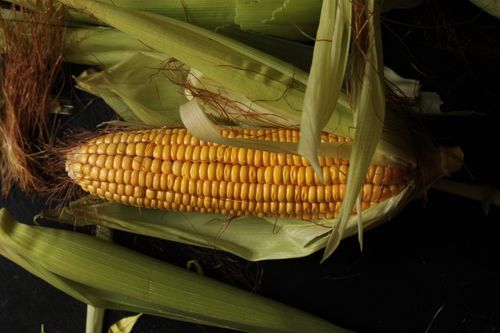 Free Close-up image of corn on the cob with husks against a dark background. Stock Photo