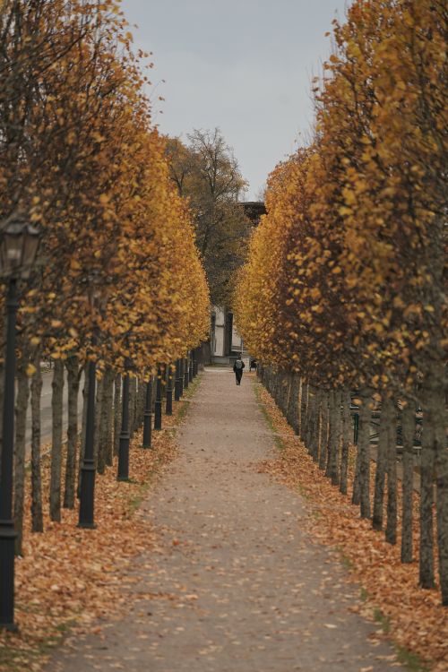 Free A scenic autumn path lined with golden trees in Tallinn, Estonia. Stock Photo