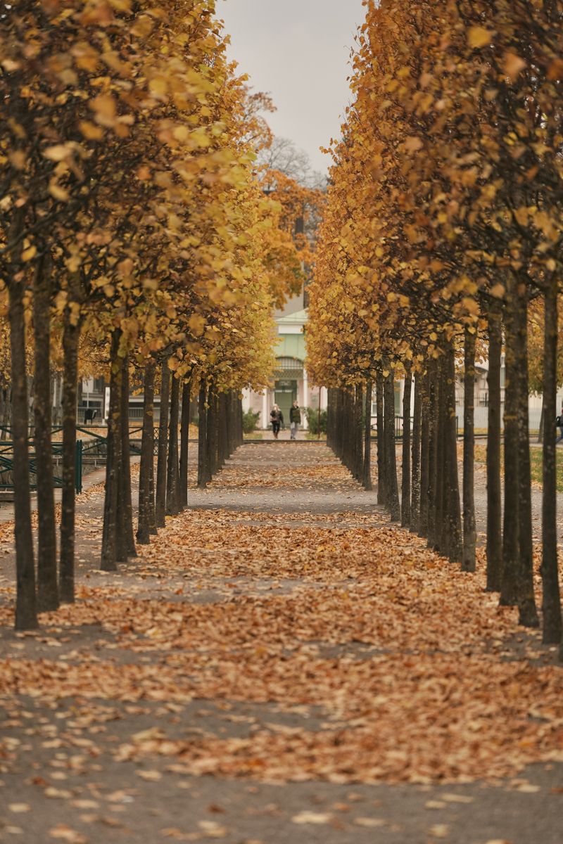 Autumn avenue in Kadriorg Park, Tallinn