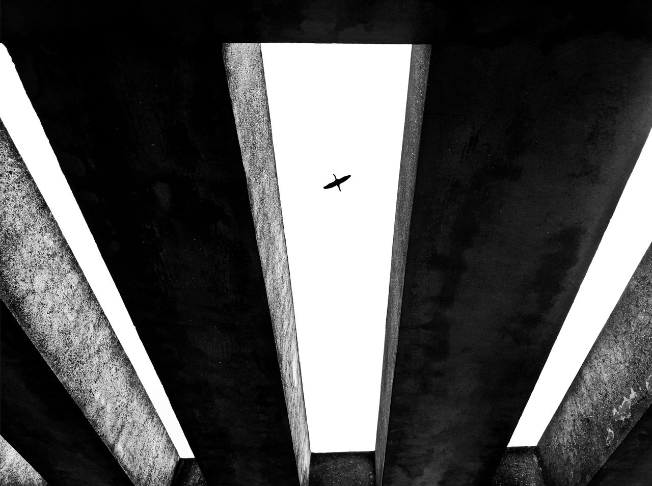 a single bird soars above abstract concrete structures in a dramatic b