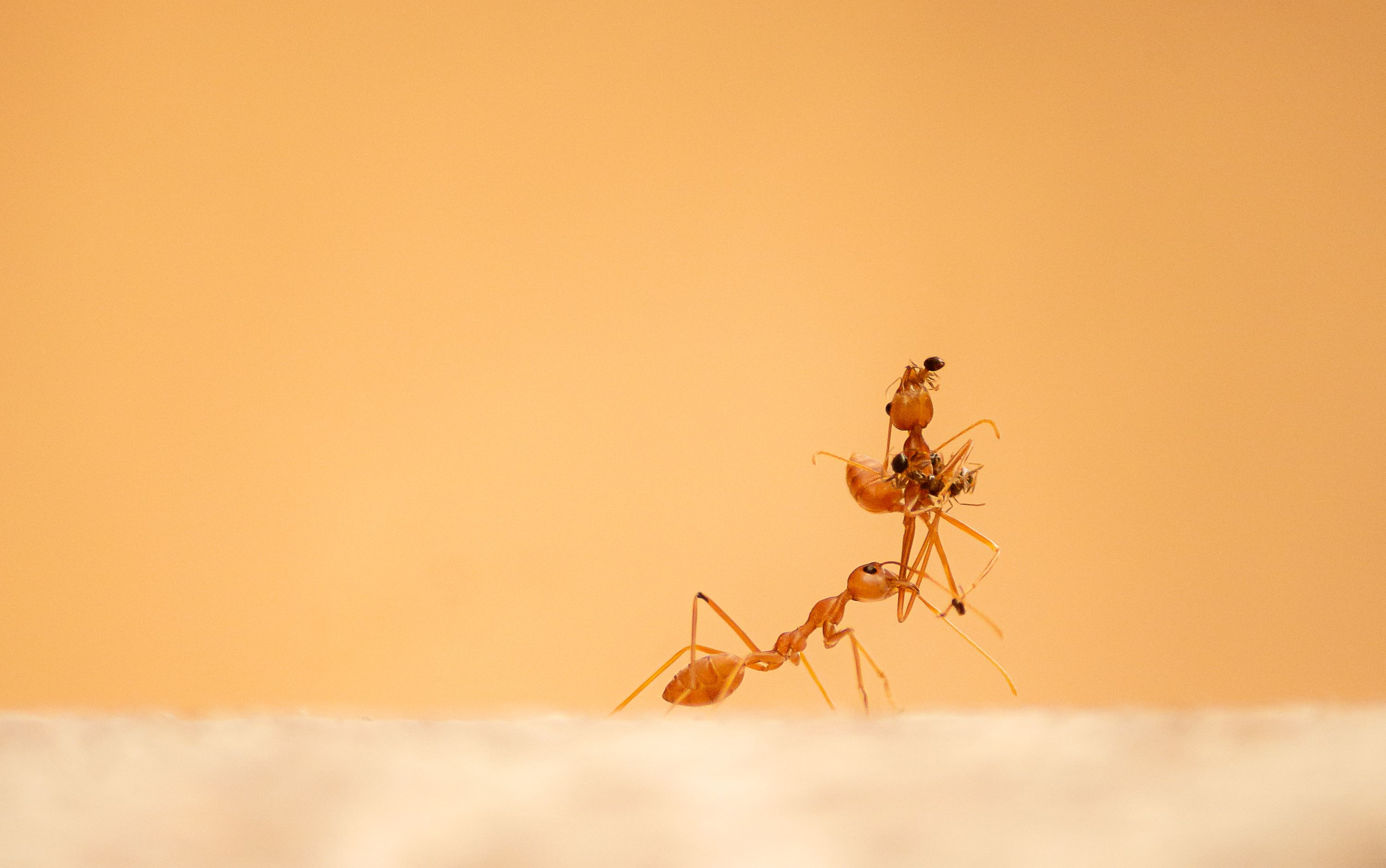 Primer Plano De Hormigas Rojas Colaborando En La Naturaleza. · Foto de ...
