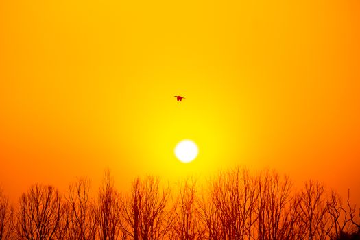 A breathtaking sunrise with a lone bird flying over bare winter trees, capturing nature's serene beauty.