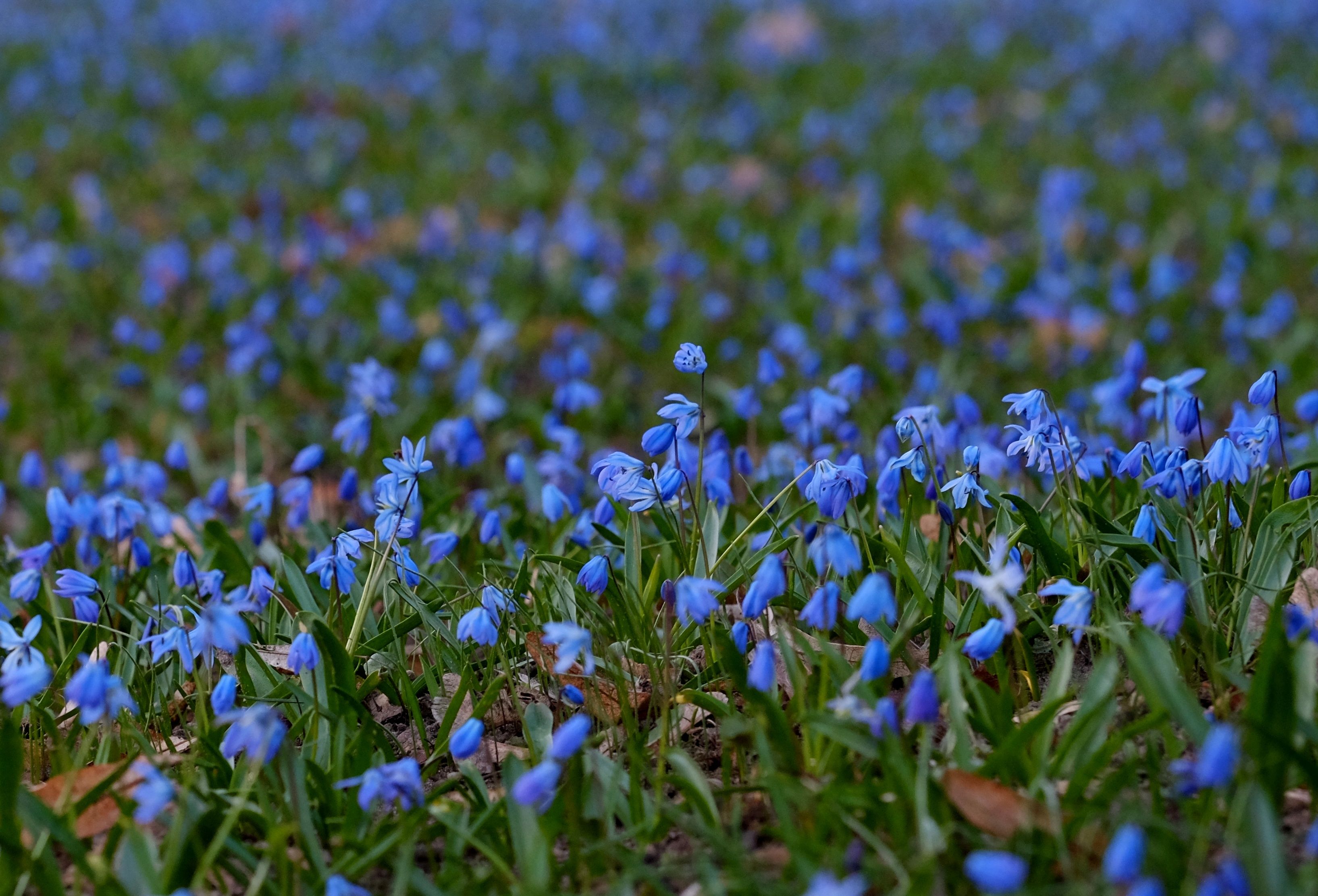 bluebells London forest spring