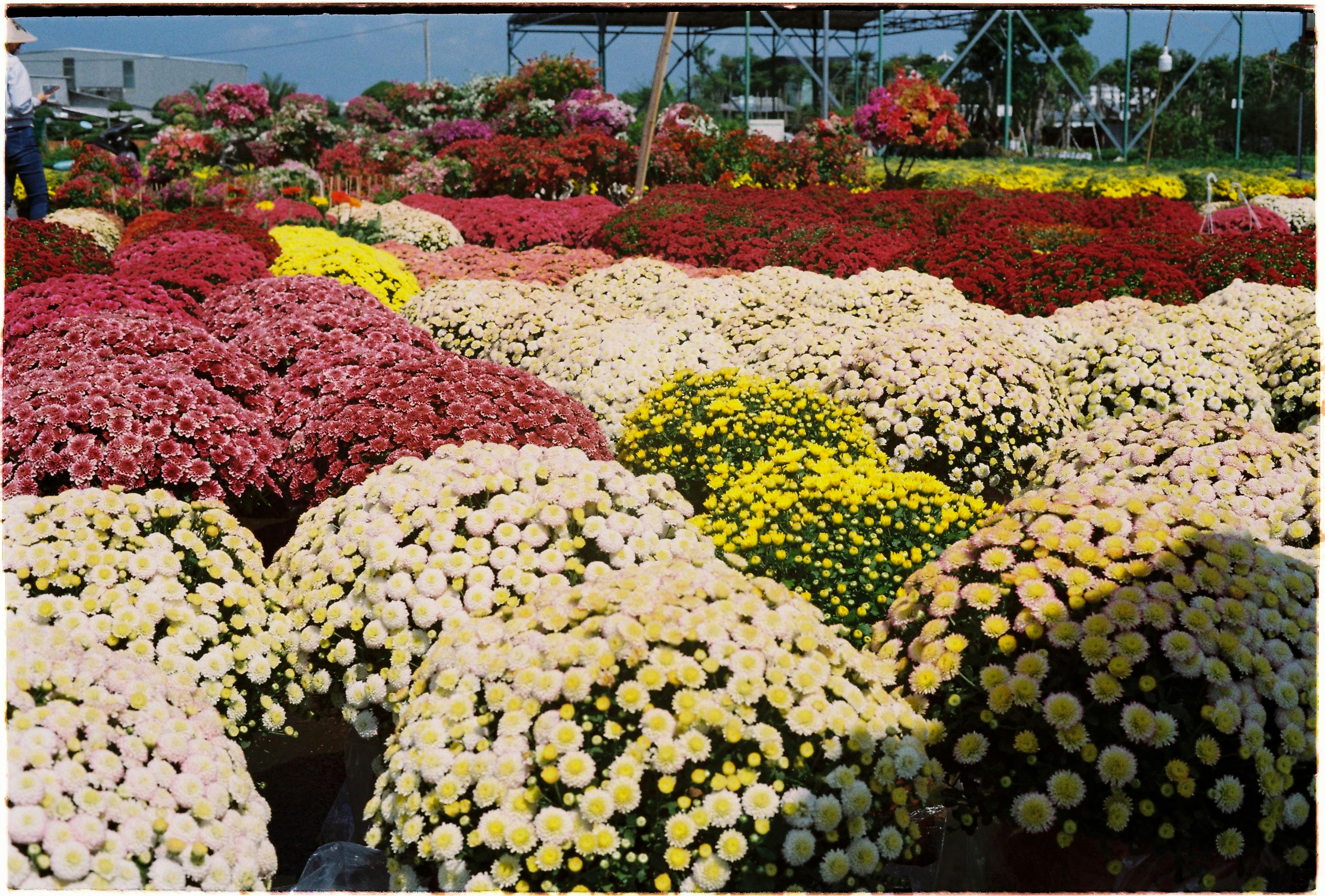 [ColoSach]-a-colorful-array-of-blooming-chrysanthemums-in-vibrant-colors-outdoors.