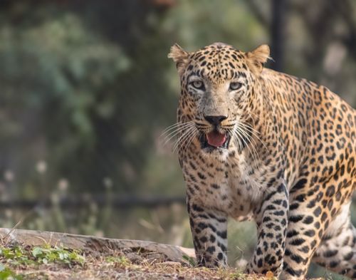 Free A focused shot of a leopard prowling in the wild, showing its distinctive spots. Stock Photo