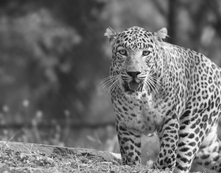 Black and white portrait of a leopard showcasing its distinctive spotted coat and alert expression.