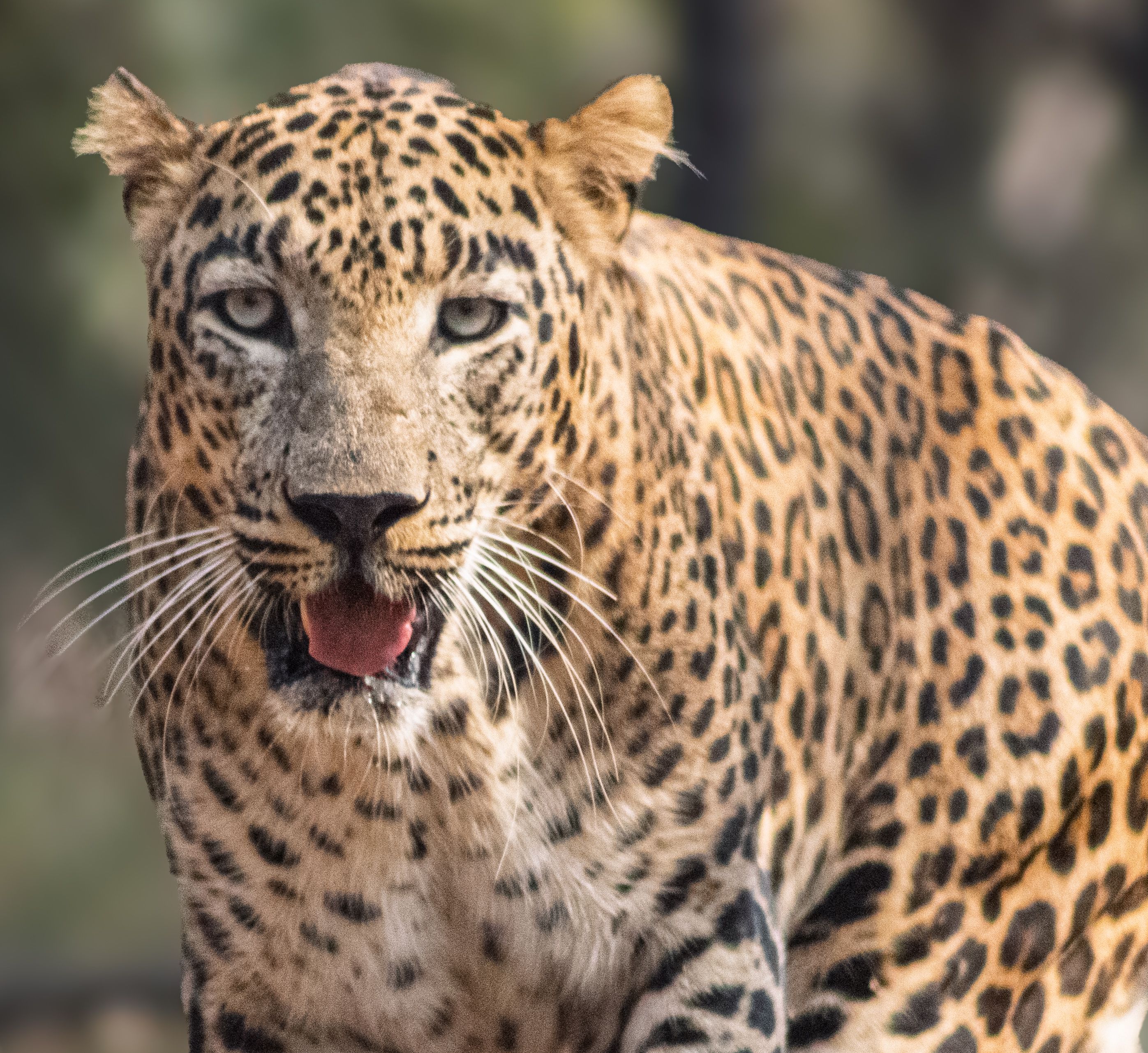 Close-up of Leopard in Natural Habitat · Free Stock Photo