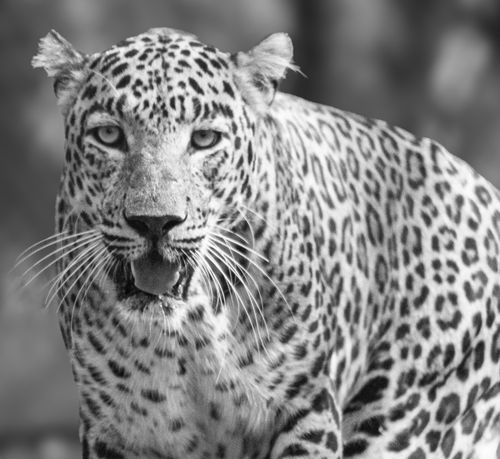 Free Striking black and white photograph of a leopard showcasing its distinctive spotted coat and fierce gaze. Stock Photo