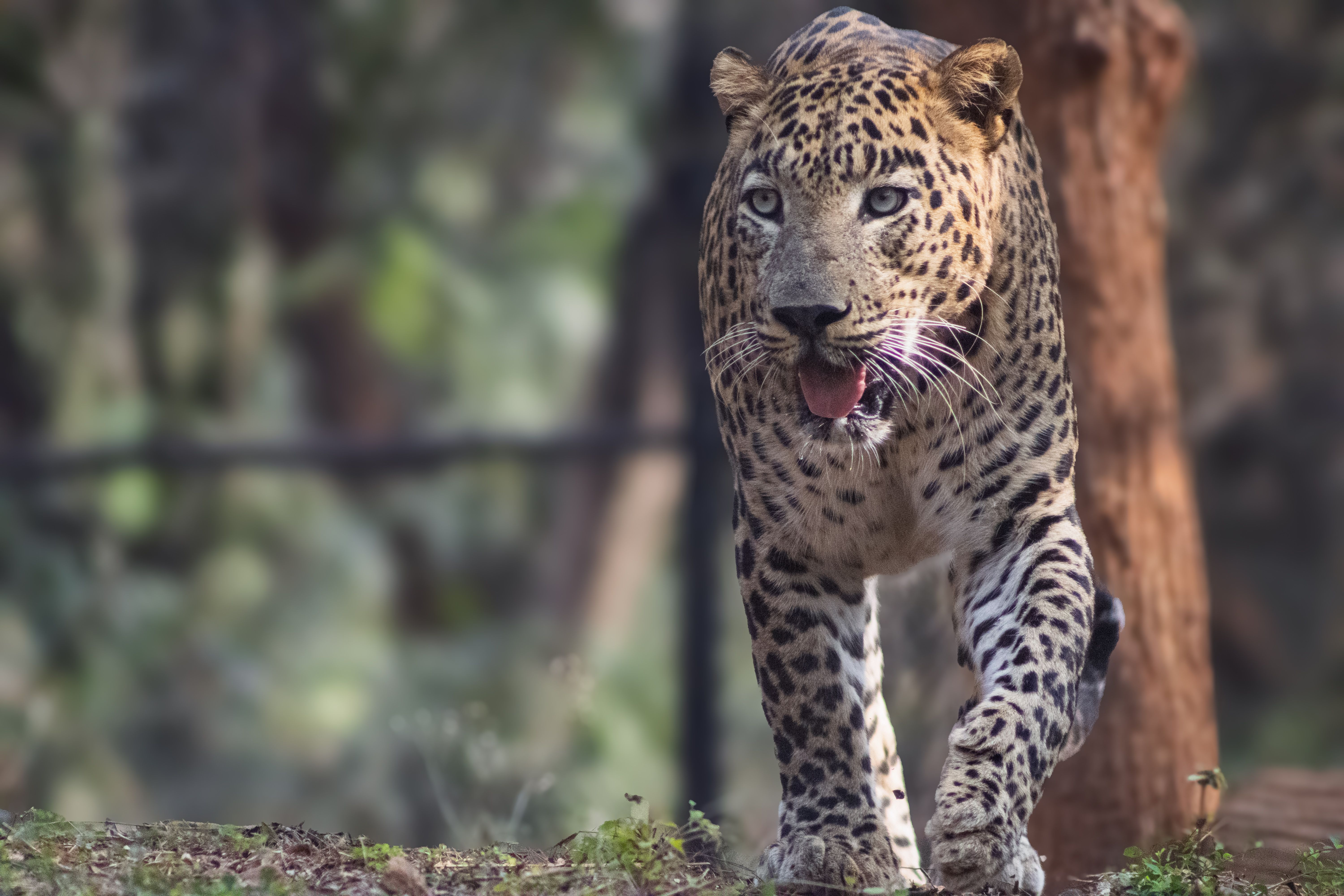 Close-up of Leopard in Natural Habitat · Free Stock Photo