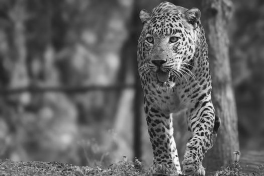 Close-up of a leopard walking, showcasing its majestic features in black and white.