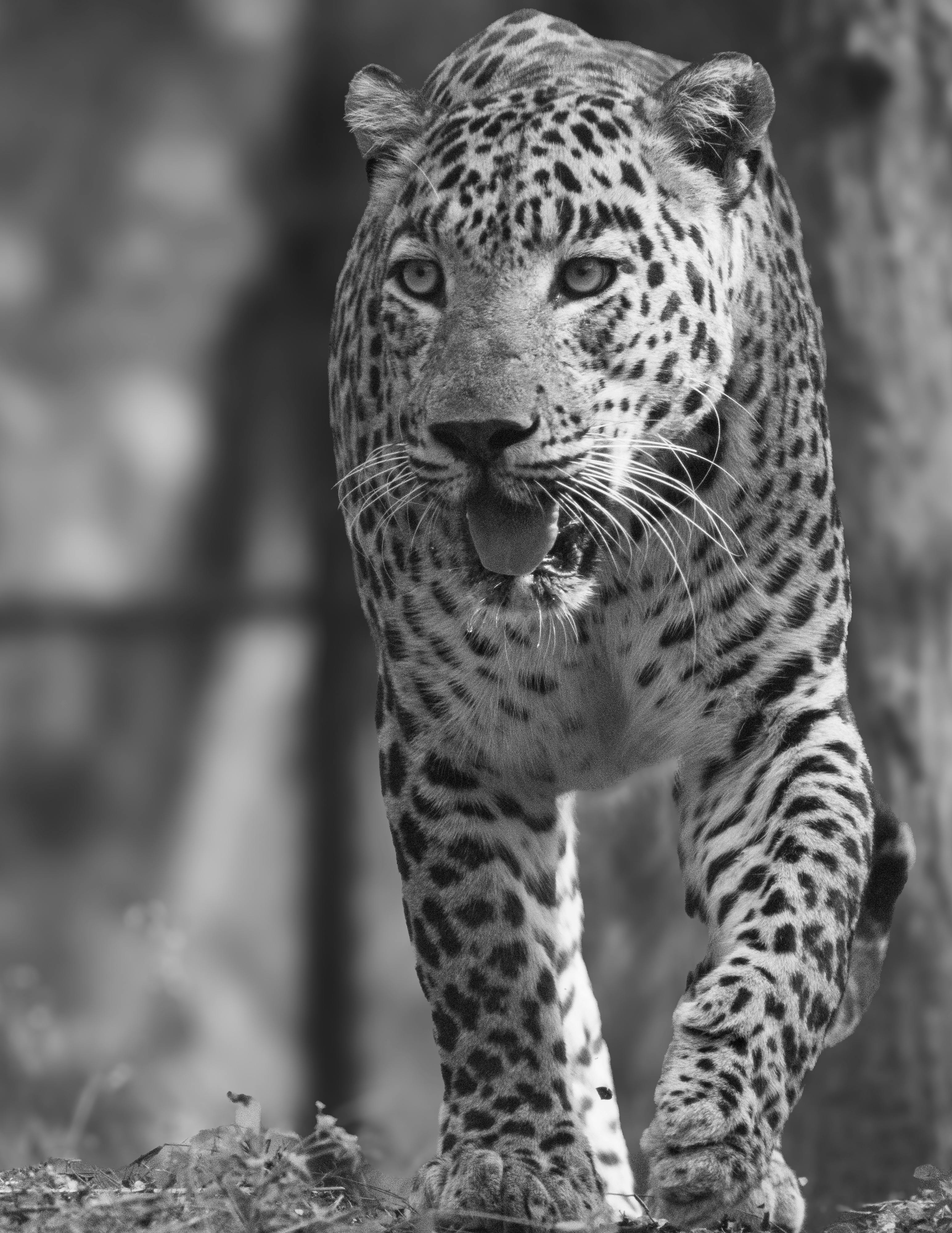 The Power Of Charisma