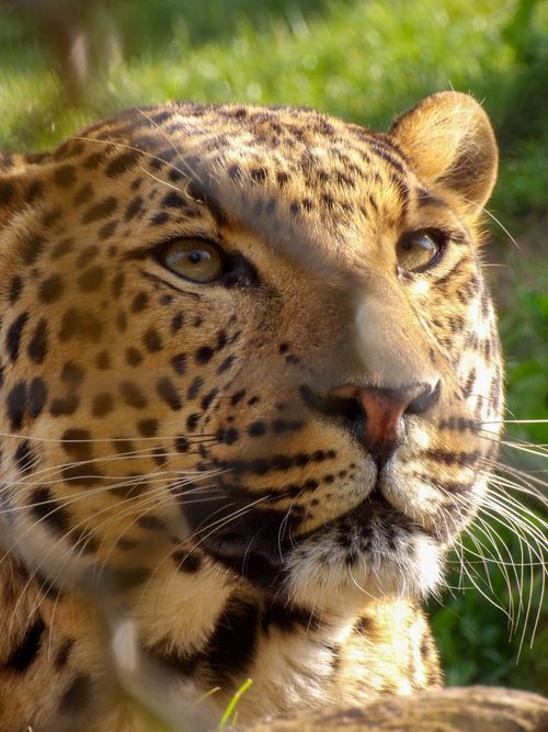 Free Detailed close-up of a leopard with striking fur patterns and intense gaze. Stock Photo