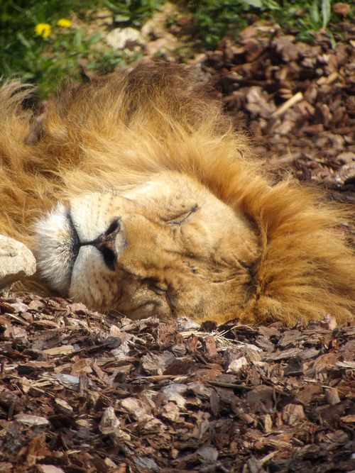 Free Close-up of a sleeping lion resting in natural surroundings, showcasing the beauty of wildlife. Stock Photo