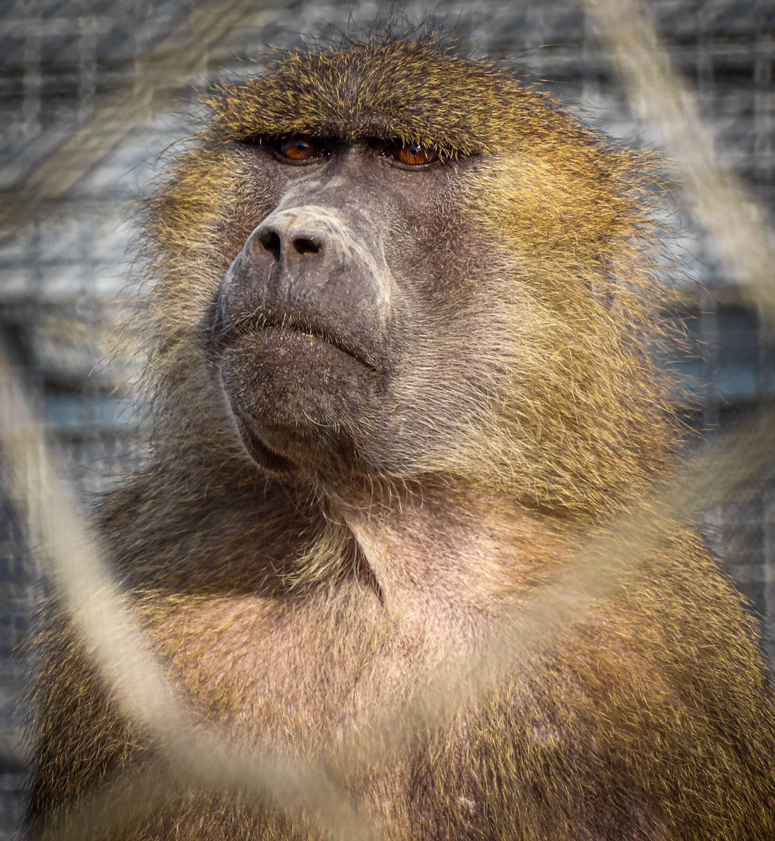 Portrait of an African Baboon in Captivity · Free Stock Photo