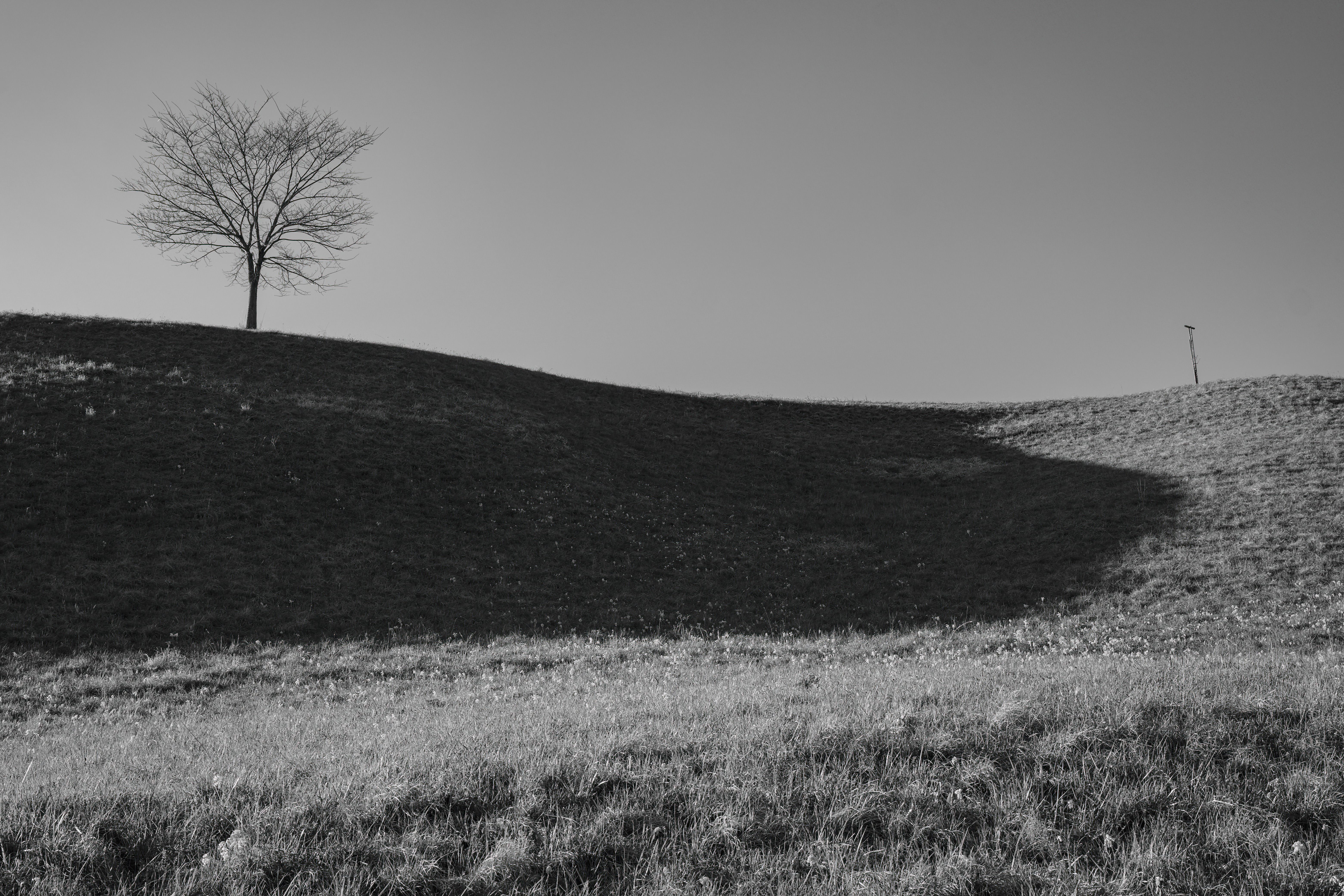 Black and White Lone Tree on a Hill · Free Stock Photo