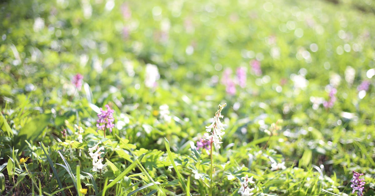 Free stock photo of flower meadow, flower wallpaper, flowers
