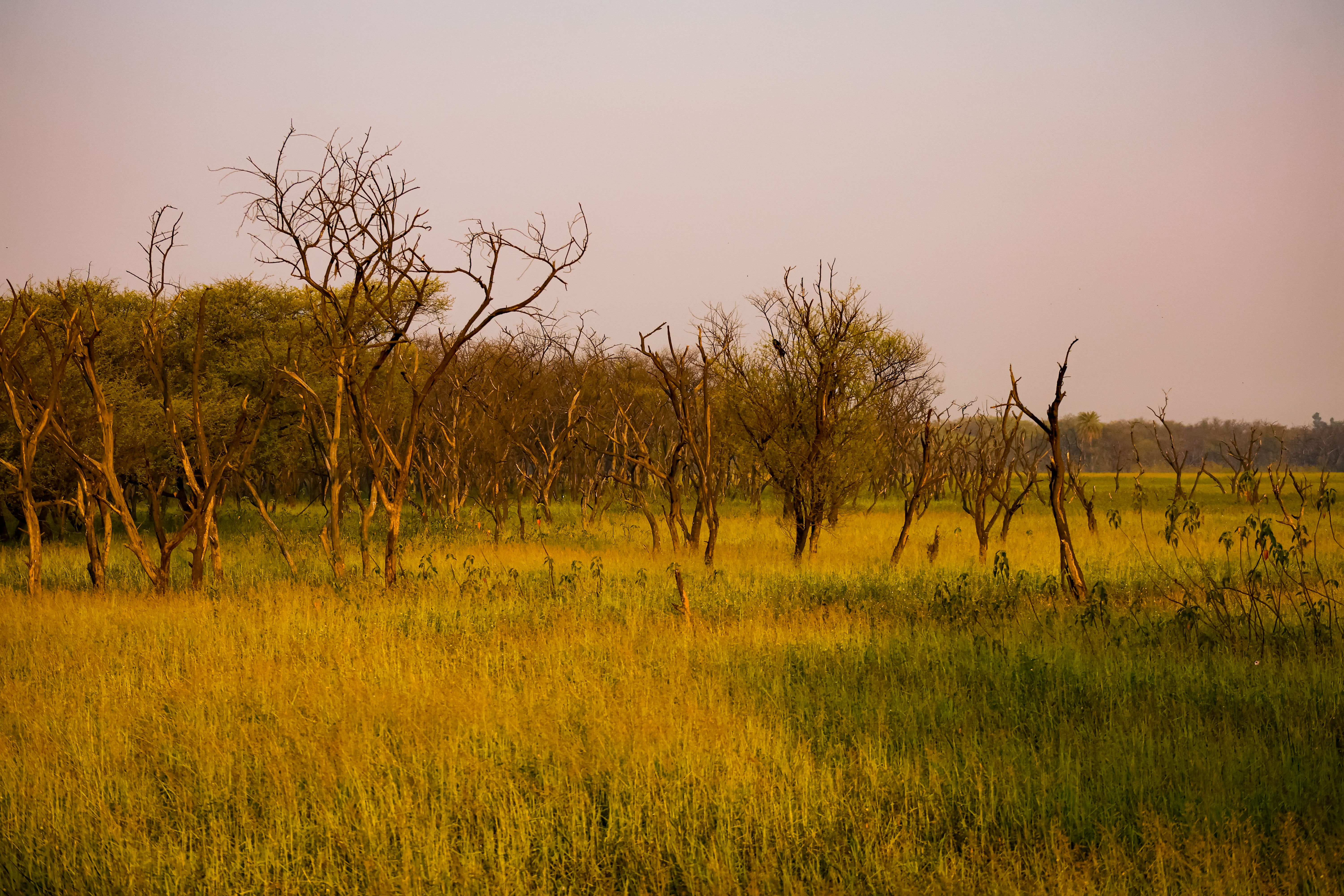 Guardians of Green: How Madhya Pradesh's Communities Preserve Natural Heritage from Bhopal to Bundelkhand